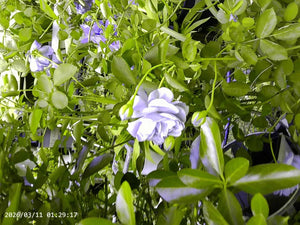 A052194439bce41148fb11500dc700011B.png