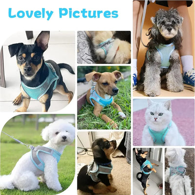 Reflective Cat Harness Set